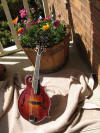 mandolin front